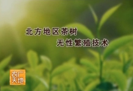 [农广天地]北方地区茶树无性繁殖技术(20150309)