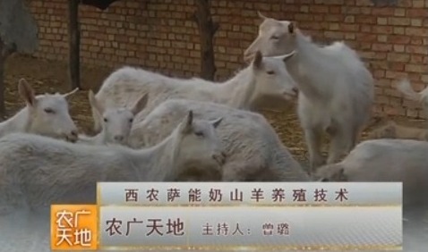 [农广天地]西农萨能奶山羊养殖技术(20150310)