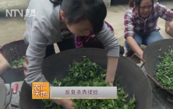 [农广天地]广西六堡茶及滑子菇加工技术视频