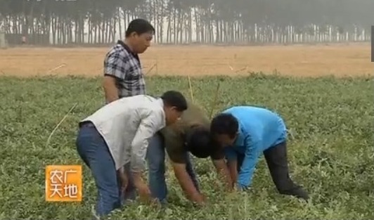 [农广天地]懒蔓一号西瓜种植技术视频