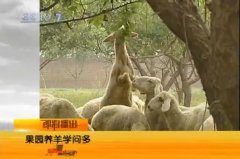 [科技苑]果园养羊学问多