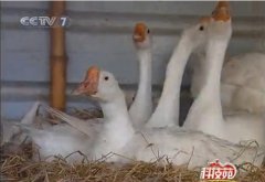 [科技苑]巧用资源养种鹅 多下三个月的蛋