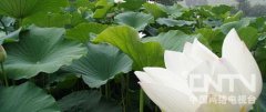 [科技苑]省肥高效的莲藕池种植泰国花奇莲