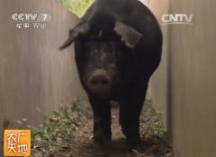 [农广天地]苏姜猪的养殖技术视频
