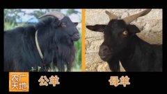 [农广天地]海南东山羊养殖技术视频