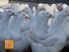 [农广天地]北京鸭养殖技术视频