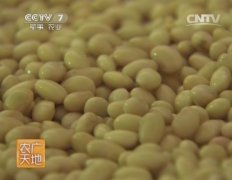 [农广天地]豆腐乳加工技术视频