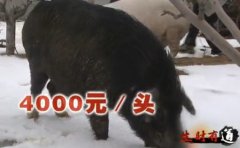 [生财有道]走下高原的藏香猪赚大钱