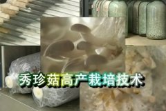 [农广天地]秀珍菇高产栽培技术视频