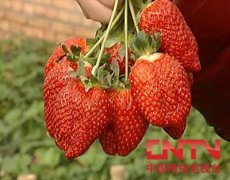 [每日农经]冬季赚钱的大棚：种植大棚草莓效益高