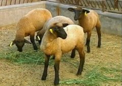[农广天地]肉羊优良品种介绍