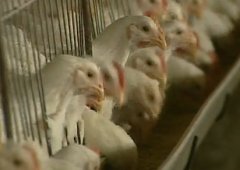 [农广天地]无公害肉鸡生产技术规范