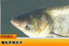 [农广天地]鳙鱼（胖头鱼）养殖技术