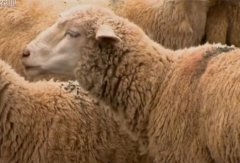 [每日农经养羊]产毛4公斤 半细毛羊杂交更出众