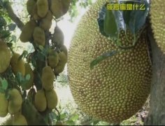 [科技苑]菠萝蜜：种出超级大果子