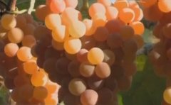 [科技苑]三招种出甜葡萄