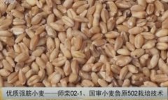 [农广天地]优质强筋小麦--师栾02-1栽培技术要点