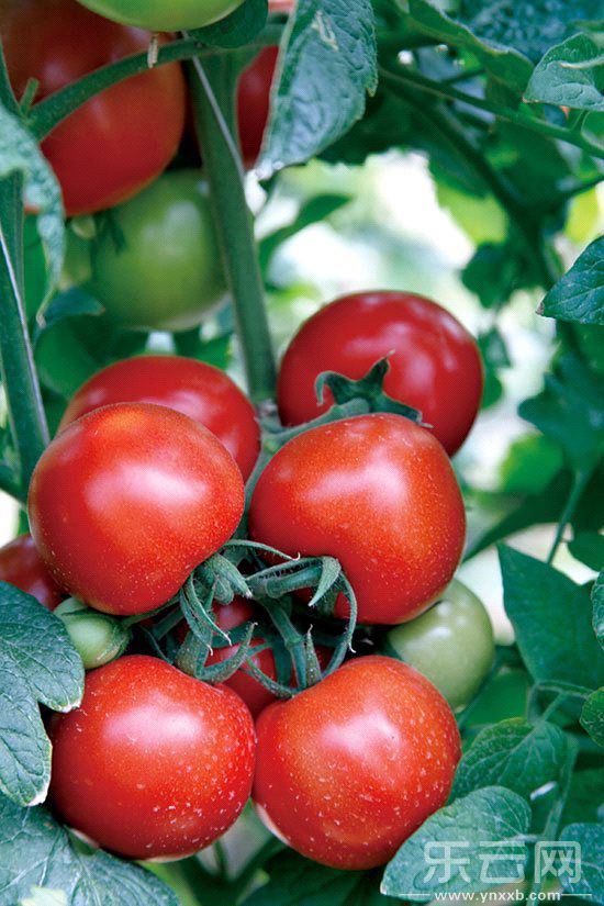 太空番茄成熟挂果。