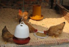 冬季发酵床养土鸡的方法