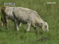 [农广天地]农户规模化架子牛育肥技术