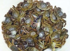 太湖蟹生态高效养殖-三级放养模式