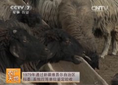 [农广天地]新疆卡拉库尔羊养殖技术视频