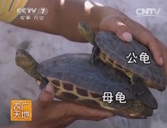 [农广天地]中华花龟养殖技术视频