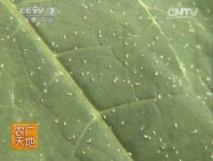 [农广天地]丽蚜小蜂防治温室白粉虱