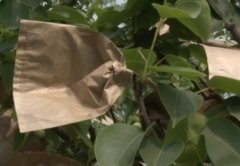 [农广天地]套袋栽培梨黄粉蚜的防治
