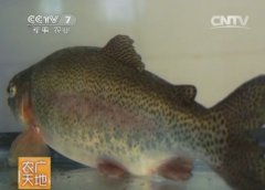 [农广天地养鱼]虹鳟鱼养殖技术视频