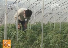 [农广天地]杂交番茄制种