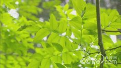 [绿色时空]种下珍贵树木 积蓄绿色财富