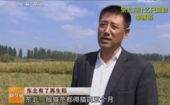 [科技苑水稻种植]东北再生稻种植技术