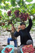 泸州：错季有机葡萄种植身价高