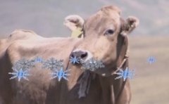 [科技苑]新疆褐牛真的牛 长出雪花肉