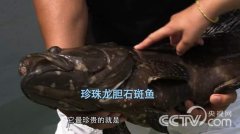 [致富经]台湾商人洪宜展养石斑鱼 千万资产保卫战