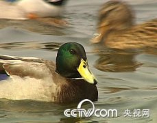 [致富经]李东升养殖野鸭子带来的财富