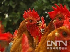 [致富经]李佳朋养殖土鸡带动农户致富