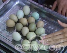 [每日农经]七彩山鸡蛋卖的俏