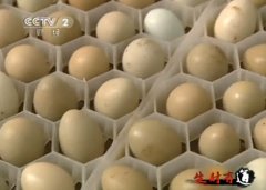 [生财有道]10个山鸡蛋 孵出几千万