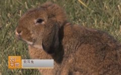 [农广天地]宠物兔品种介绍视频
