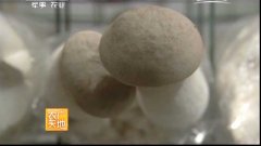 [农广天地]废菌棒长出好蘑菇
