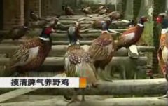 [科技苑]锦凤野鸡养殖技术视频