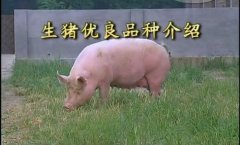 [农广天地养猪]生猪优良品种介绍