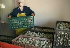 [农广天地]咸蛋、松花蛋的制作技术