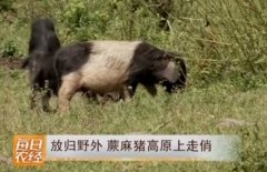 [每日农经]刘慧彬规模化养殖蕨麻猪 销售产值1个多亿