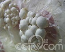 [每日农经]蘑菇栽培：天上奇葩阿魏菇