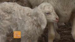 [农广天地]巴尔楚克羊养殖技术视频