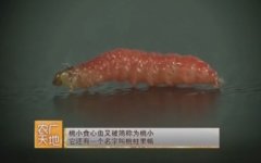 [农广天地]果树桃小食心虫的发生与防治技术