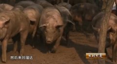 [生财有道]王世武养殖原生态山林溜达猪 打开高端猪肉市场